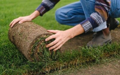 Innovations in Sod Laying Services: How Technology is Shaping the Future of Landscaping